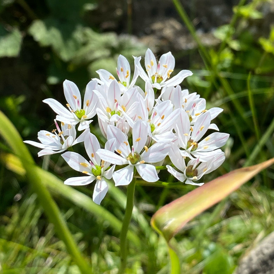 Allium Neapolitanum White Bulbs Allium Neapolitanum White Bulbs image3 4