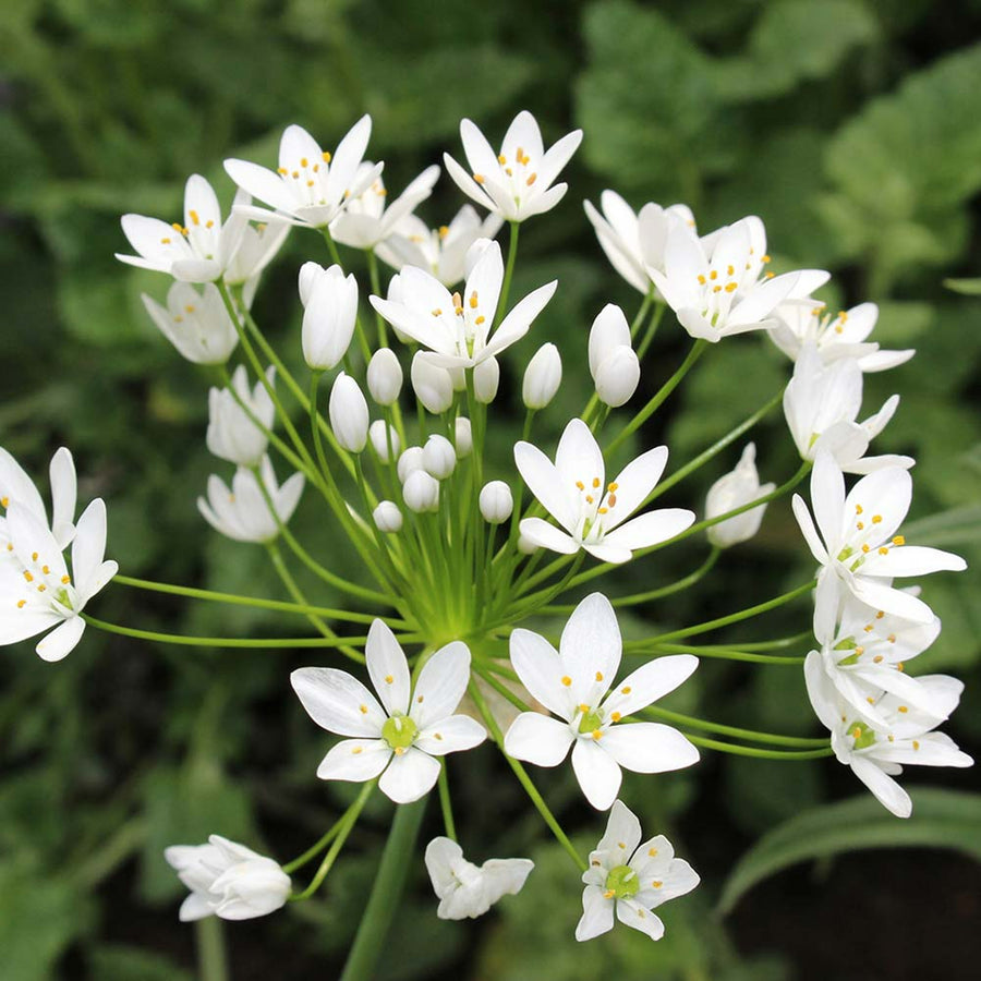 Allium Neapolitanum White Bulbs Allium Neapolitanum White Bulbs image4 1