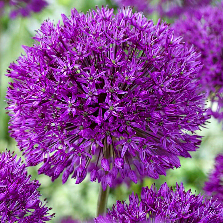 Allium Purple Sensation Bulbs Allium Purple Sensation Bulbs image1 1