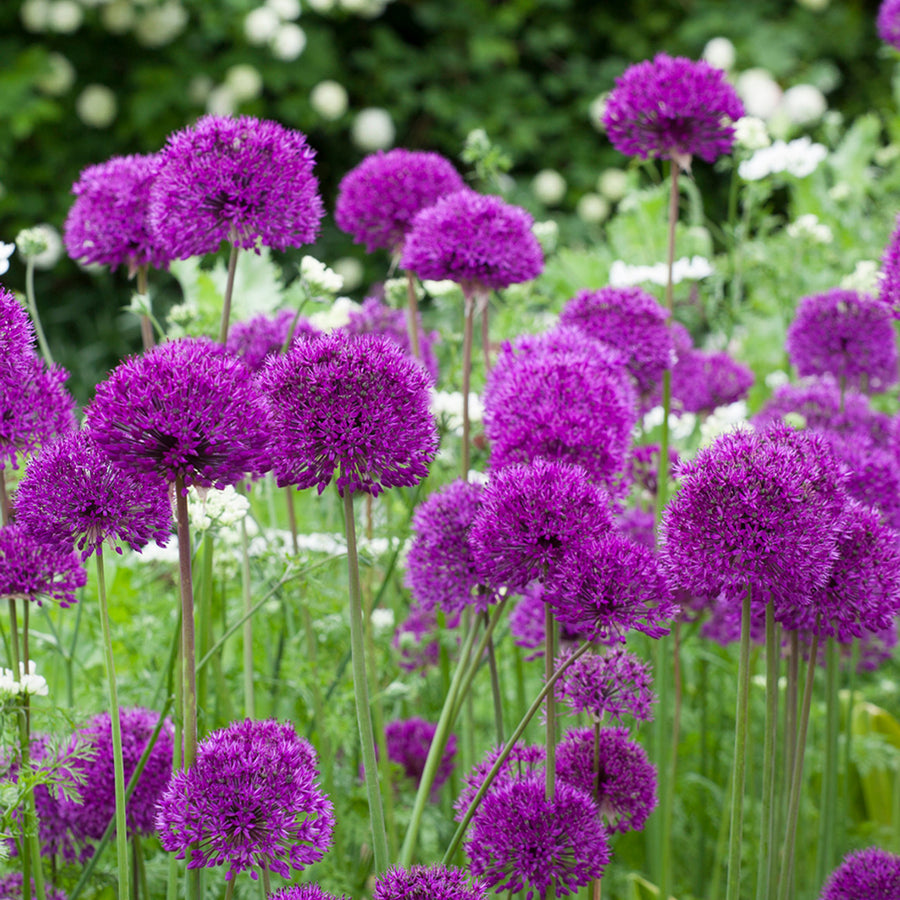 Allium Purple Sensation Bulbs Allium Purple Sensation Bulbs image3 1