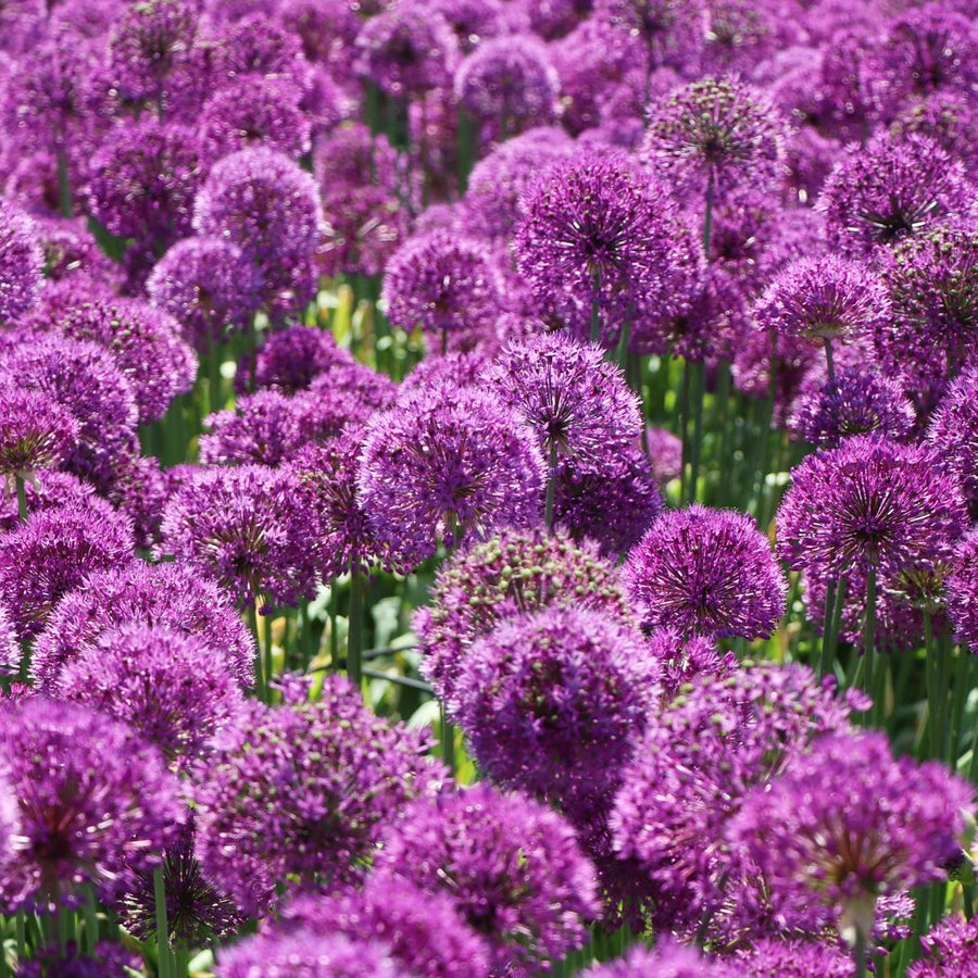 Allium Purple Sensation Bulbs Allium Purple Sensation Bulbs image4 4