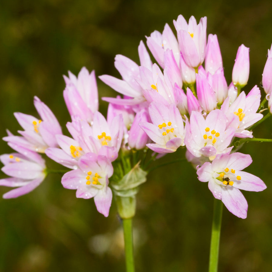 Allium Roseum Pink Bulbs Allium Roseum Pink Bulbs image1 2