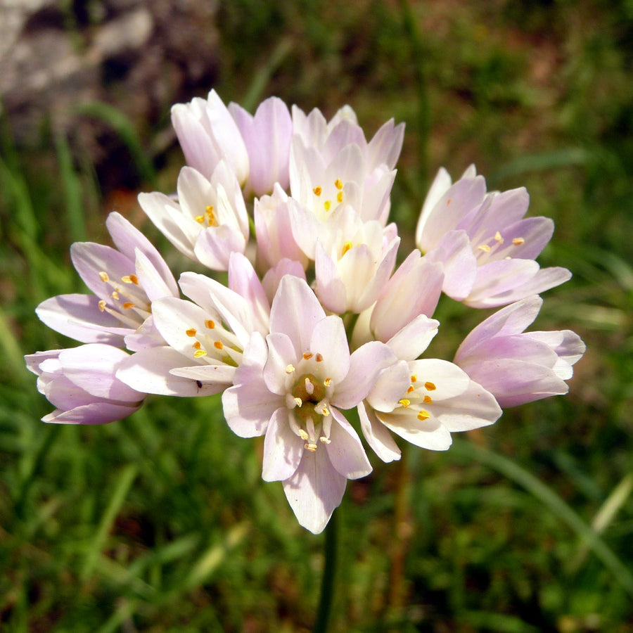 Allium Roseum Pink Bulbs Allium Roseum Pink Bulbs image3 3