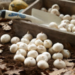 Allium 100 Bulb Mix  2