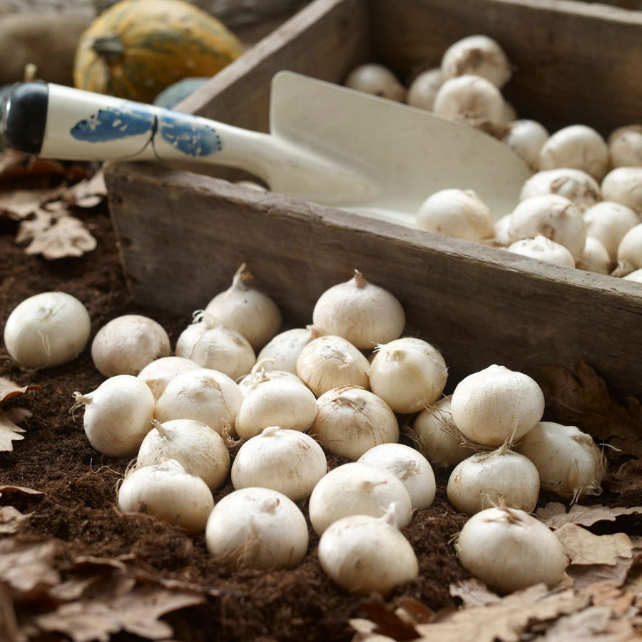 Allium 100 Bulb Mix  2