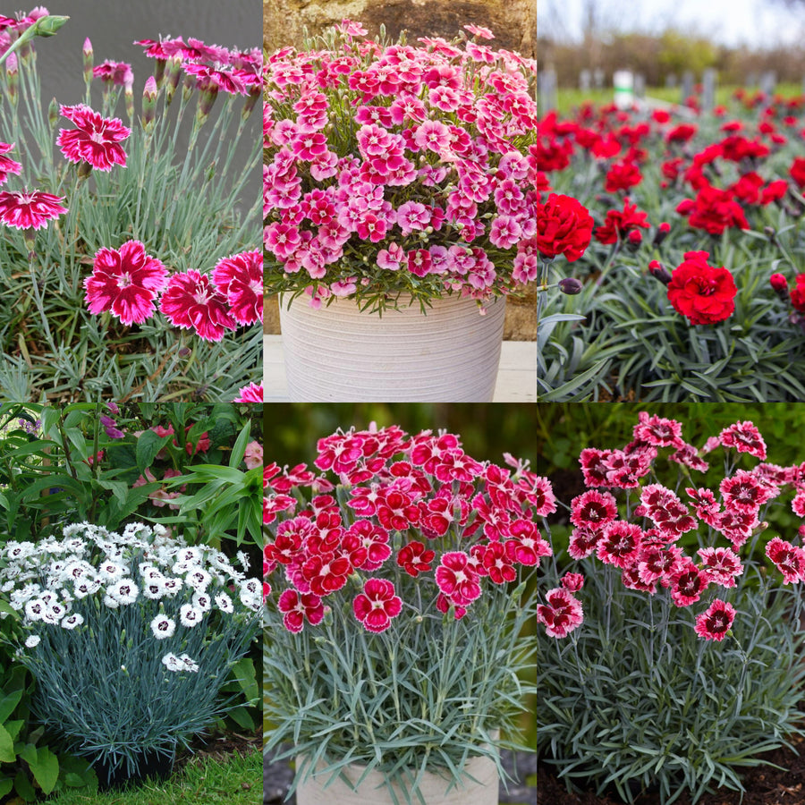 Dianthus Alpine 6 Pack A vibrant display of Dianthus flowers with fringed, bicolour red and white petals against narrow blue grey foliage. 1