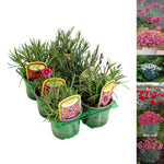 Dianthus Alpine 6 Pack A six pack selection of alpine Dianthus bedding plants in a green tray, each with a labelled tag showing different flower colours and varieties. 2