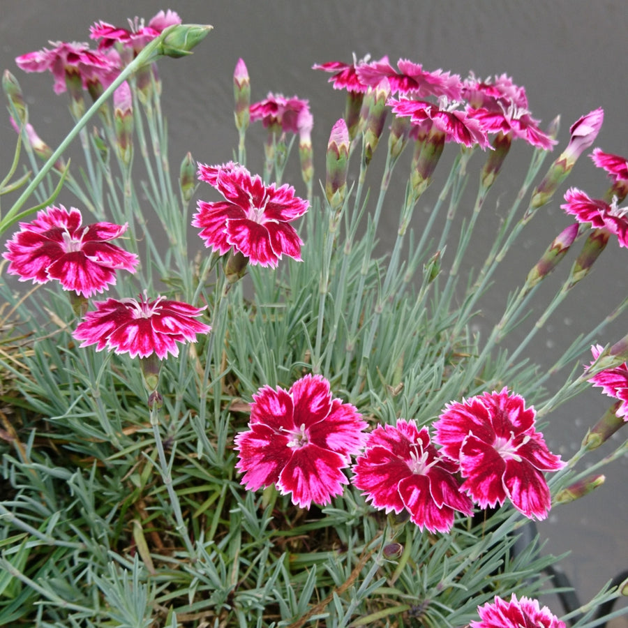 Dianthus Alpine 6 Pack A potted mound of pink Dianthus blooms with a mix of pale and deep shades, set against a rustic stone wall. 3