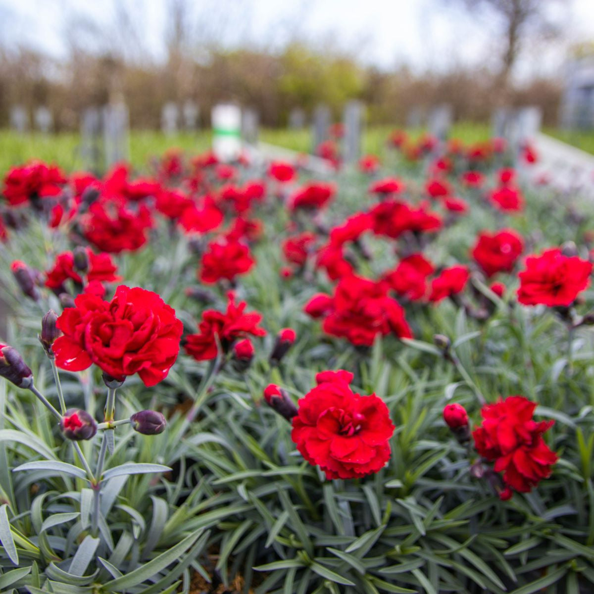 Dianthus Alpine 6 Pack A lush field of red Dianthus flowers in full bloom with silvery foliage, under a slightly overcast sky. 4