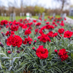 Dianthus Alpine 6 Pack A lush field of red Dianthus flowers in full bloom with silvery foliage, under a slightly overcast sky. 4