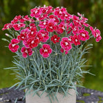 Dianthus Alpine 6 Pack Bright red and pink Dianthus flowers with ruffled edges, flowering abundantly in a cream ceramic pot. 5