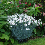 Dianthus Alpine 6 Pack A border planting of Dianthus featuring red and white two tone flowers on blue grey spiky leaves. 6