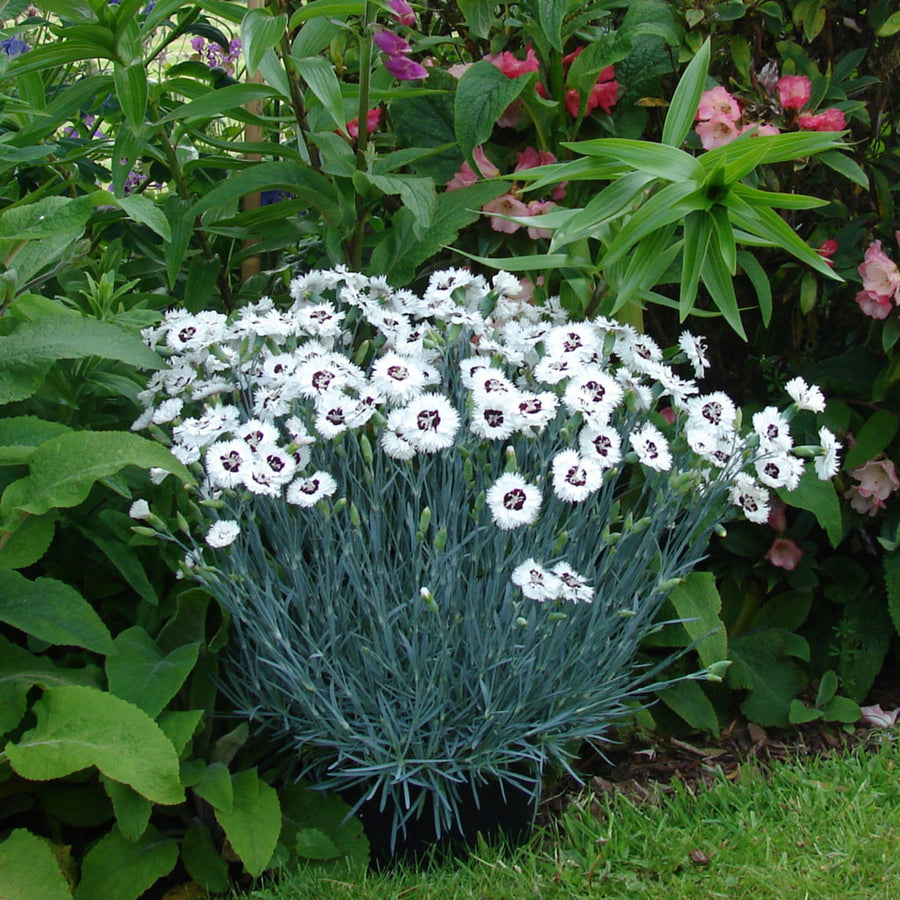 Dianthus Alpine 6 Pack A border planting of Dianthus featuring red and white two tone flowers on blue grey spiky leaves. 6