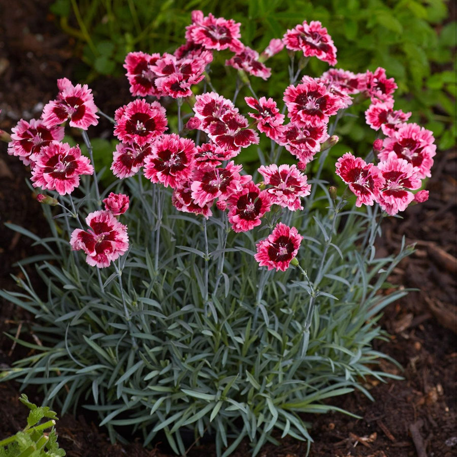 Dianthus Alpine 6 Pack Close up of a Dianthus variety with deep pink flowers and lighter fringed edges, growing in neat garden soil. 7