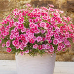 Dianthus Alpine 6 Pack A neat cluster of Dianthus with masses of bright pink blooms and pale centres, overflowing from a large outdoor container. 8