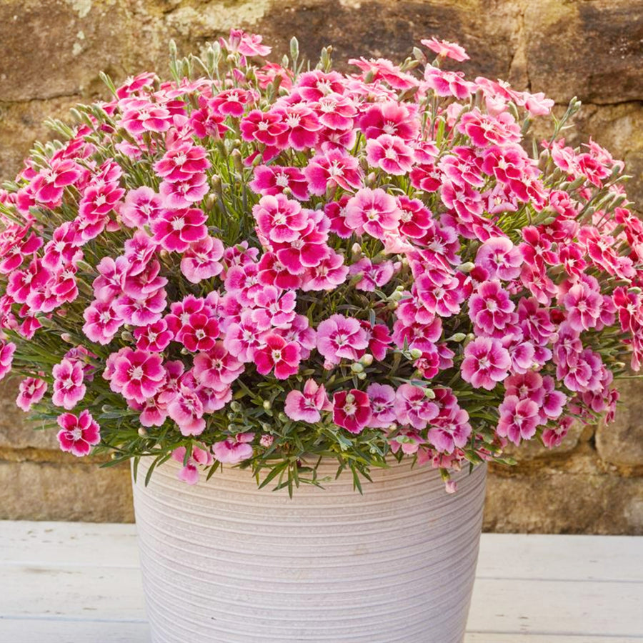 Dianthus Alpine 6 Pack A neat cluster of Dianthus with masses of bright pink blooms and pale centres, overflowing from a large outdoor container. 8