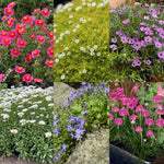 Mixed Alpine 6 Pack A collage of six alpine plants including bright pink Helianthemum, delicate white Sagina subulata, purple Phlox subulata, white Argyranthemum daisies, violet Campanula, and vivid pink Armeria. 1