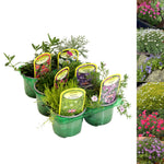 Mixed Alpine 6 Pack A six pack of alpine bedding plants in green pots, each plant identified by a colourful plant label including names such as Armeria, Phlox, Campanula, Sagina, and Argyranthemum. 2