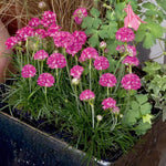 Mixed Alpine 6 Pack Pink Armeria maritima flowers with tufted blooms growing in a black patio container alongside foliage plants. 3