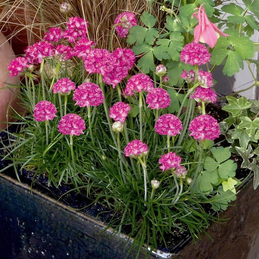 Mixed Alpine 6 Pack Pink Armeria maritima flowers with tufted blooms growing in a black patio container alongside foliage plants. 3