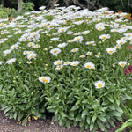 Mixed Alpine 6 Pack A lush mound of Argyranthemum daisies in full bloom, featuring white petals and yellow centres in a garden bed. 4