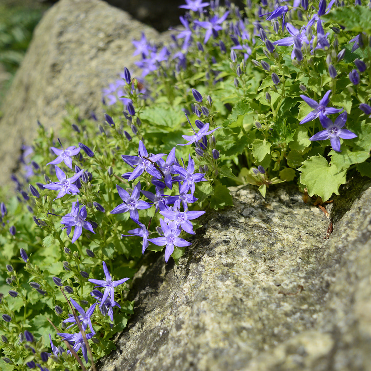 Mixed Alpine 6 Pack Blue purple star shaped Campanula flowers trailing over a stone surface, surrounded by small green leaves. 5