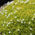 Mixed Alpine 6 Pack Close up of Sagina subulata (Irish moss) with tiny white flowers dotting a cushion of bright green moss like foliage. 6