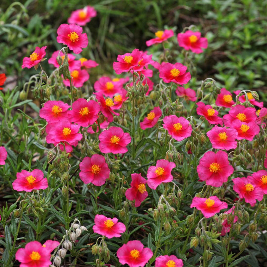 Mixed Alpine 6 Pack A mass of bright pink Helianthemum flowers with vibrant yellow centres blooming on short green stems. 7