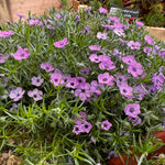 Mixed Alpine 6 Pack Phlox subulata in full bloom with numerous pale purple flowers and slender green foliage, spreading along a gravel border. 8