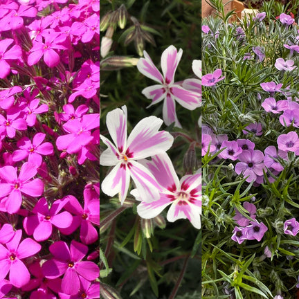 A collage of three Phlox varieties: bright magenta Phlox subulata on the left, white and pink striped Phlox douglasii Crackerjack in the centre, and lavender purple Phlox subulata on the right.