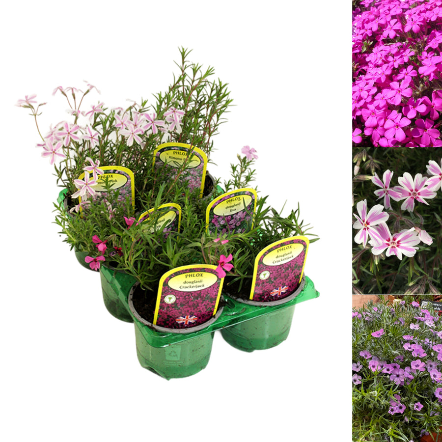 Phlox Alpine A six pack of alpine Phlox bedding plants with visible plant tags, featuring varieties in shades of pink, lavender, and white, in a green tray on a white background. 2