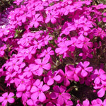 Phlox Alpine A dense cluster of vivid magenta Phlox subulata flowers in full bloom. 3