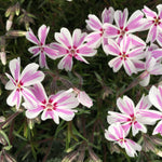 Phlox Alpine A cluster of white Phlox douglasii flowers with striking pink stripes and a darker centre. 4