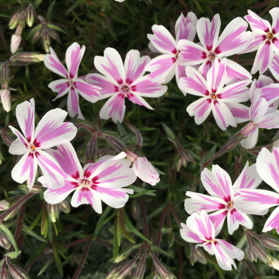 Phlox Alpine A cluster of white Phlox douglasii flowers with striking pink stripes and a darker centre. 4