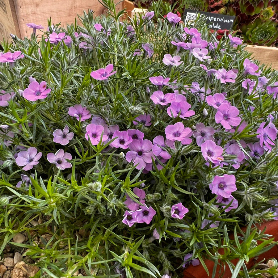 Phlox Alpine A spreading mat of lavender purple Phlox subulata in a garden bed with woody stems and narrow, silvery green foliage. 5
