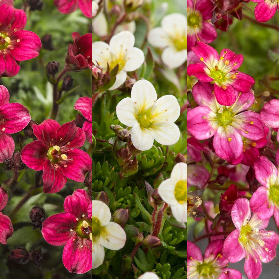 Saxifraga Alpine 6 Pack Close up collage of alpine saxifraga flowers featuring deep red, creamy white, and vibrant pink varieties with star like petals and yellow green centres. 1