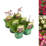 Saxifraga Alpine 6 Pack A six pack tray of alpine saxifraga plants in green pots, each labelled with a yellow tag and showcasing different coloured blooms, including red, white, and pink. 2