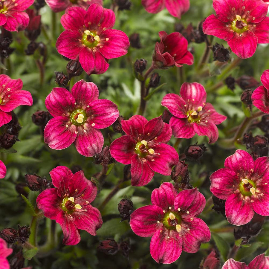Saxifraga Alpine 6 Pack Detailed view of red saxifraga flowers in bloom with golden stamens and dark buds set against green foliage. 3