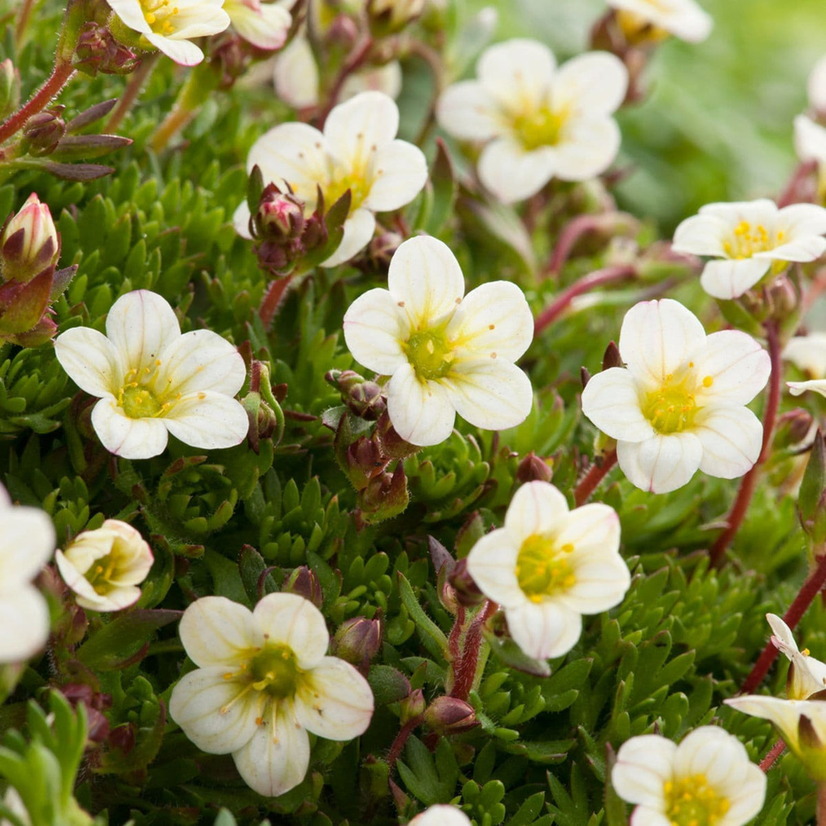Saxifraga Alpine 6 Pack A cluster of small white saxifraga flowers with pale yellow centres blooming amidst compact green moss like foliage. 4