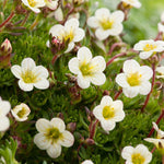 Saxifraga Alpine 6 Pack A cluster of small white saxifraga flowers with pale yellow centres blooming amidst compact green moss like foliage. 4