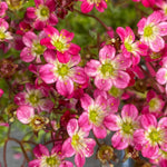 Saxifraga Alpine 6 Pack Bright pink saxifraga flowers with delicate veining and yellow centres, creating a dense floral carpet effect. 5