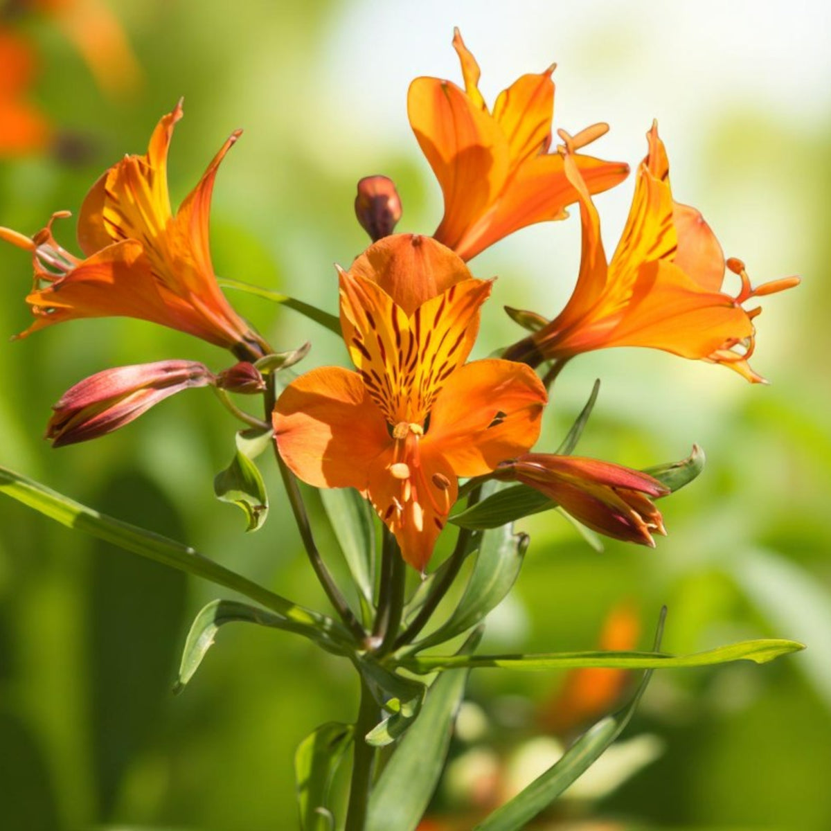 Alstroemeria Orange King Bare Root  2