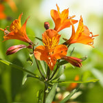 Alstroemeria Orange King Bare Root  2