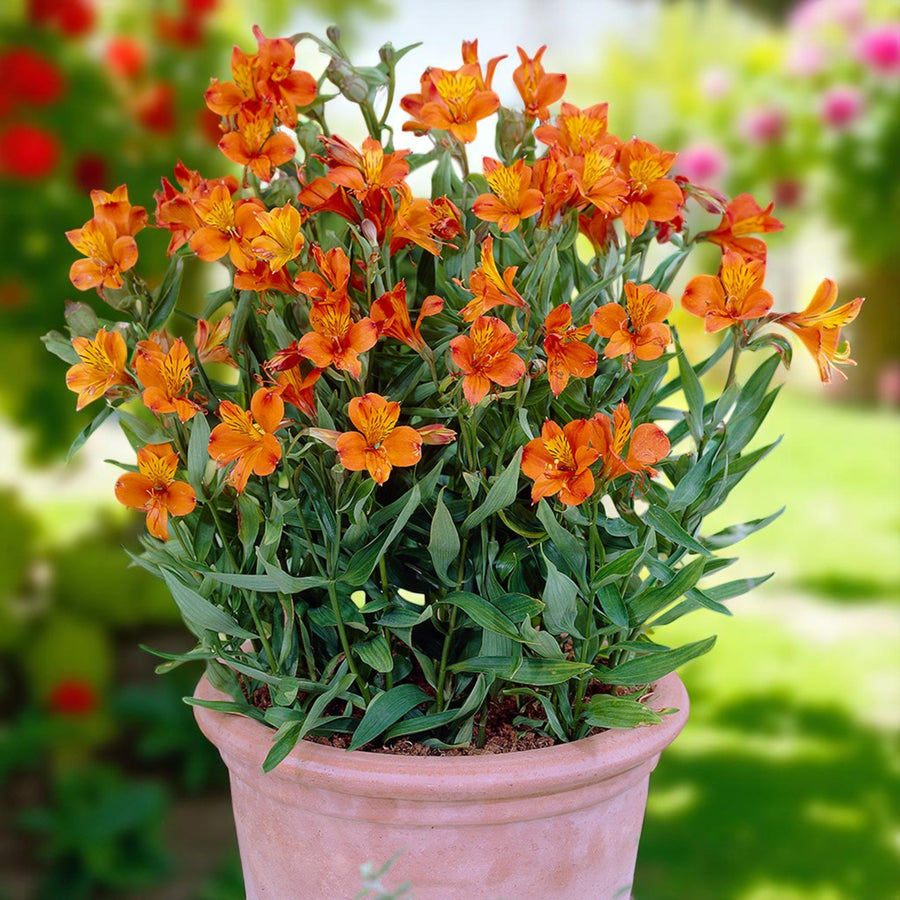 Alstroemeria Orange King Bare Root  3