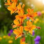 Alstroemeria Orange King Bare Root  1