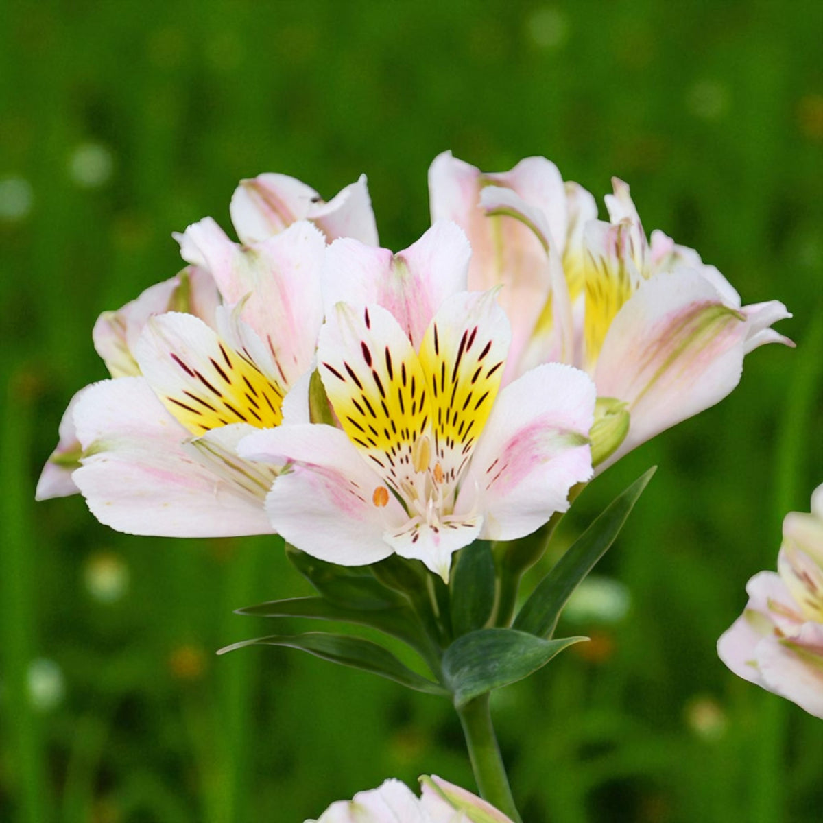Alstroemeria Venus Bare Root  1