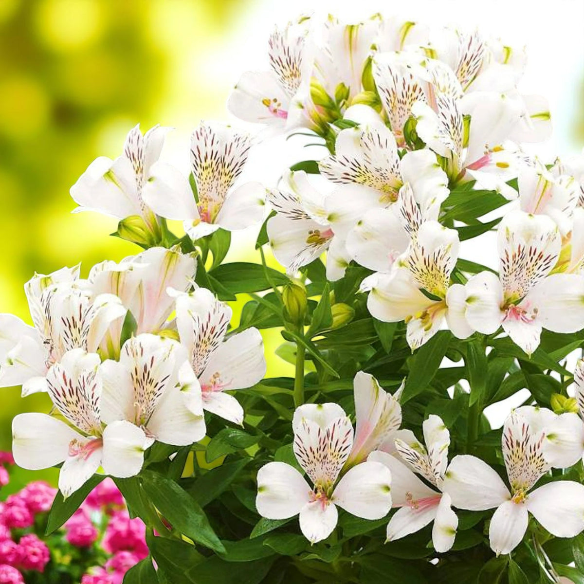 Alstroemeria Venus Bare Root  3