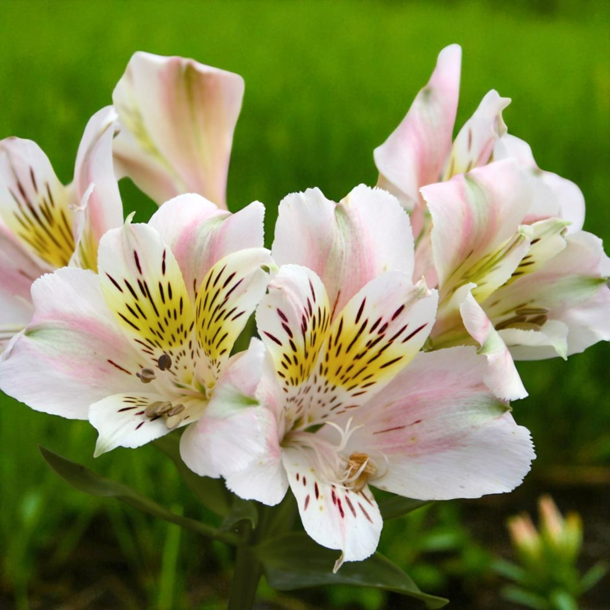 Alstroemeria Venus Bare Root  4