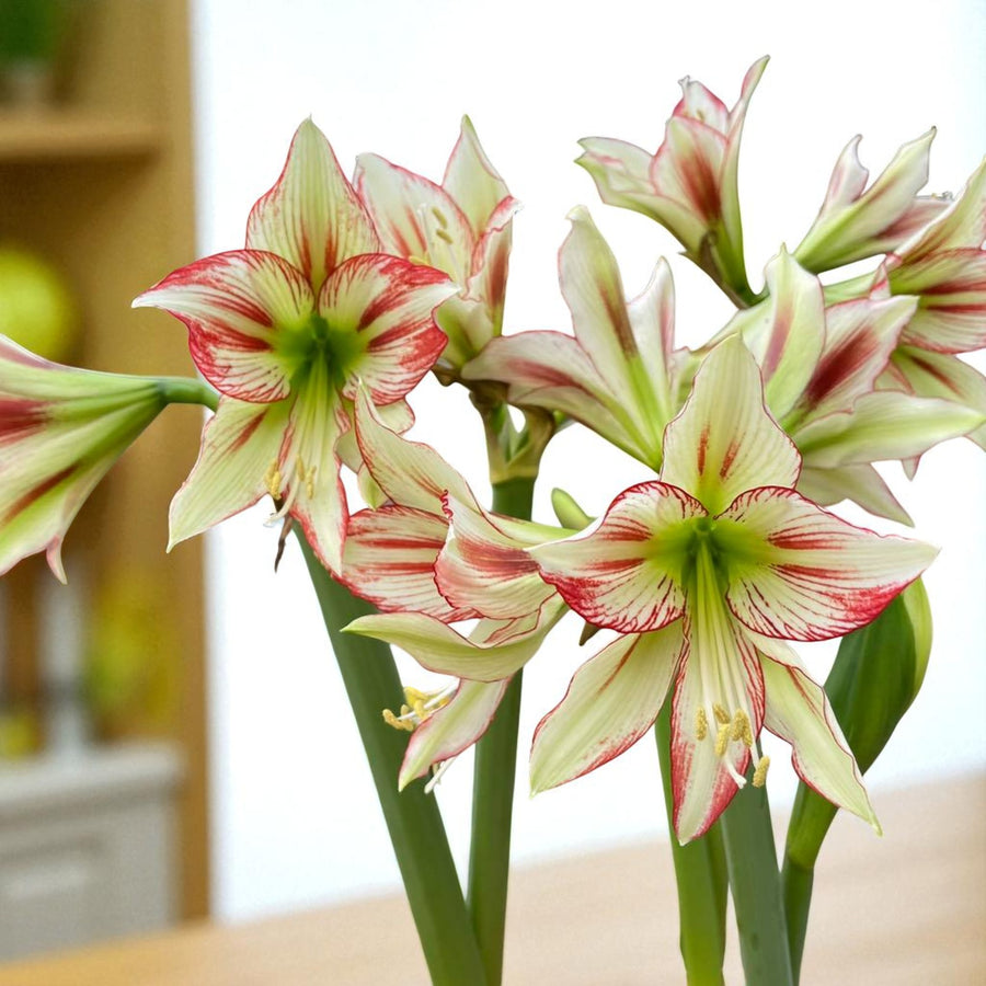 Amaryllis Hippeastrum Spring Bulbs Close-up of Amaryllis Cleopatra, showing creamy-white petals streaked with red, green throats, and tall stems bearing multiple blooms indoors. 5