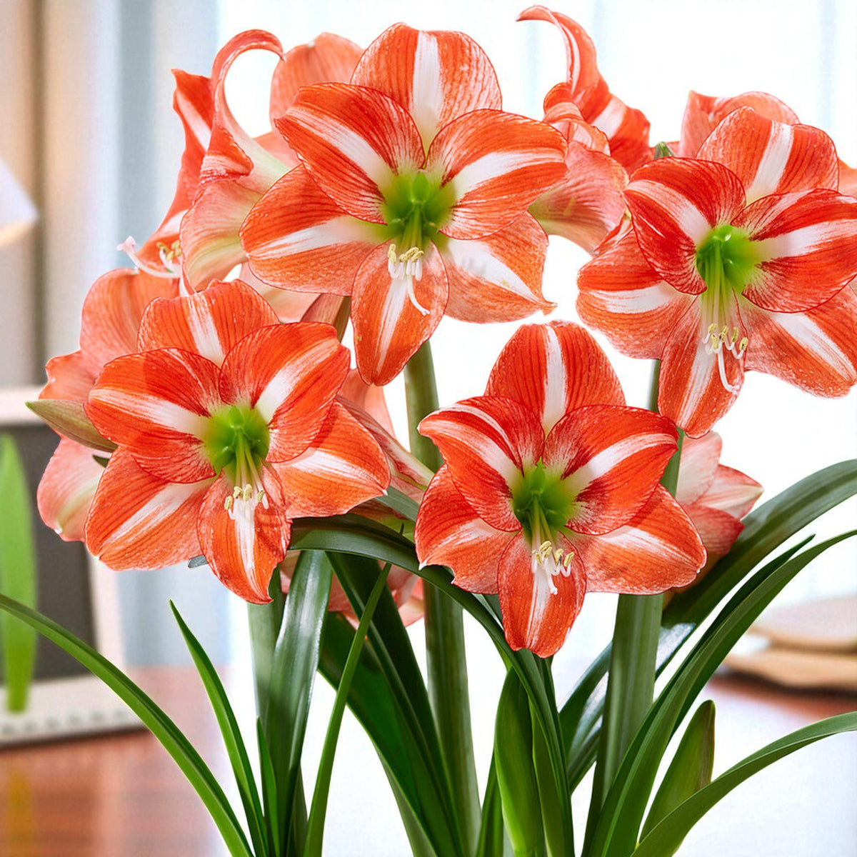 Amaryllis Hippeastrum Spring Bulbs Cluster of vibrant red and white striped Amaryllis ‘Hyde Park’ flowers in full bloom, displayed indoors with glossy green leaves. 1